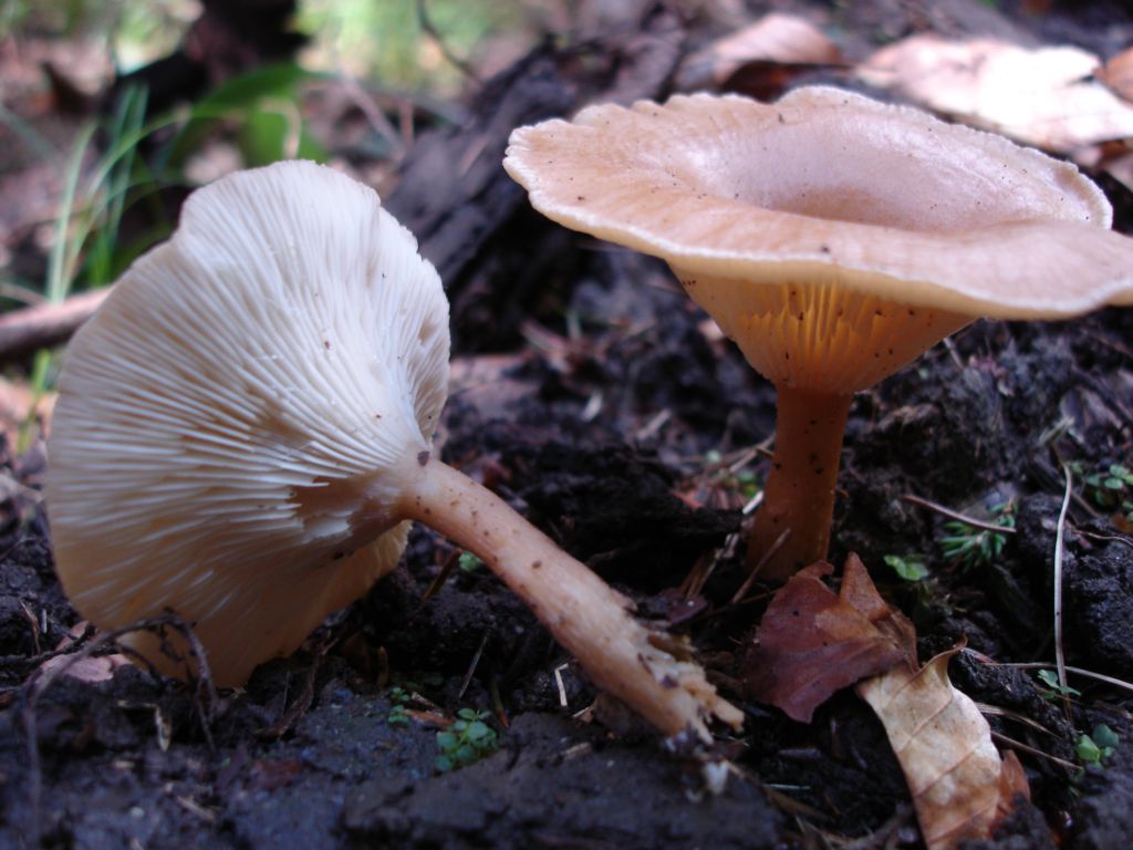 Arrivano i Boletus 09-07-2006